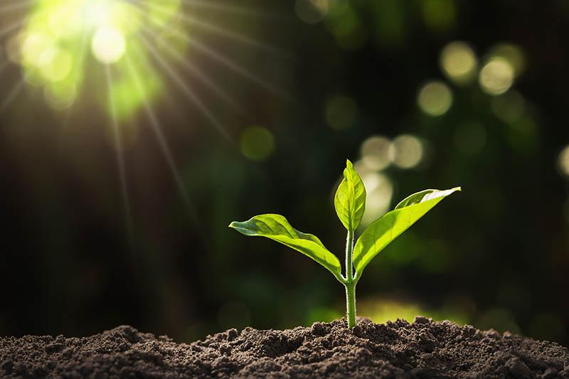Smallholder farmers working in the field